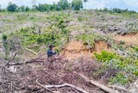 Lahan Alimusu 6,5 Hektare di Desa Soligi Kecamatan Obi Selatan Halmahera Selatan (Foto/Nalarsatu.com)