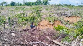 Lahan Alimusu 6,5 Hektare di Desa Soligi Kecamatan Obi Selatan Halmahera Selatan (Foto/Nalarsatu.com)